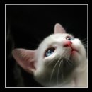 이쁜냥이 이미지