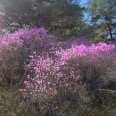신포교 - 춘천시 | 벚꽃 구경