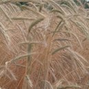 두루축산 이미지