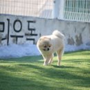 할리우독 | 설 연휴 동안 할리우독과 함께한 반려견들의 이야기