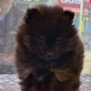 도그마루 강아지 고양이 부산점 이미지