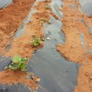 승은농장 이미지