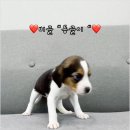 버디독강아지분양안심분양센터 - 김포시 김포한강4로 521 | 버디독강아지분양안심분양센터