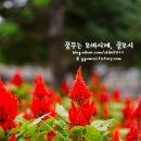 돈가스온기 네이버블로그