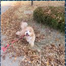 아지묭실 이미지