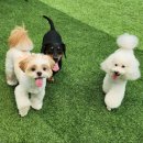 멍찌애견유치원 이미지