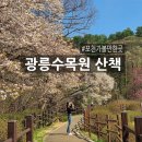 명품 벚꽃 길 | 포천 광릉수목원ㅣ벚꽃 상태, 주차 예약, 산책 코스 후기