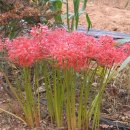 양지-3370 이미지