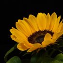 진희로-2 이미지