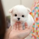 영동합동동물병원 | 영동강아지분양 말티즈분양 후기와 절차 공유