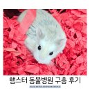 어울림 동물병원 | 햄스터 구충제 서대문 어울림 동물병원