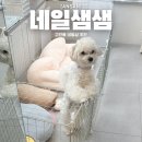 골든빌 | 안산 고잔동 네일샵 네일샘샘 패디 후기
