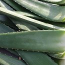 만우농장 이미지