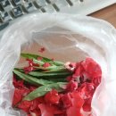 봉숭아물 물들이다 이미지