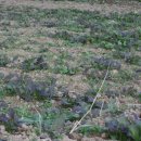 인암농원 이미지