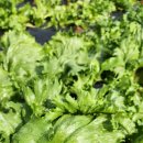 예나농장 이미지