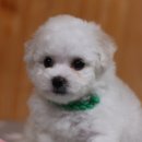 행운켄넬 이미지