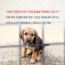 분홍고양이 이미지