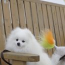 올리브 펫 이미지