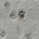 행복한 발자국 이미지