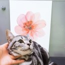 꽃보다예쁘개 이미지