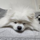 까사보니타