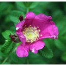 울산들꽃학습원 이미지