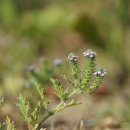 긴포마편초 Verbena bracteata Cav. ex Lag. &amp; Rodr. 이미지