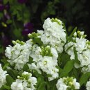 비단향꽃무 이미지