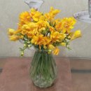 후리지아 | 노오란 후리지아 구입 후기(내돈내산, no광고)