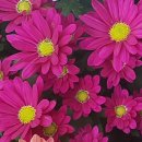 산영산업 | 강현의 고대(172) 풍수대신궁과 식년천궁
