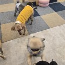 와글와글댕댕 이미지