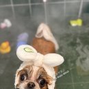 아꼬아 펫 살롱 이미지