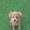 러닝독 스테이 이미지