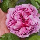 퐁퐈두르 이미지