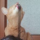 네발친구 이미지