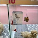 부산고양이분양 브라비펫 펫스테이션점 이미지