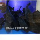 아름동_아카데미타워 이미지