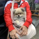 펫브릿지 김해점 | 김해 삼계동 애견 미용 추천 : 펫브릿지호텔 미용 유치원