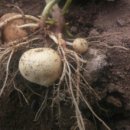 준혁농장 이미지