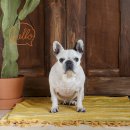 츄츄 동물병원 이미지