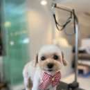 케이독 ST 이미지