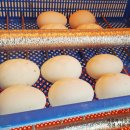 서포오리농장 이미지