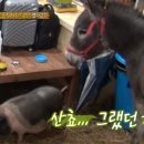 신통목장 이미지