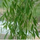 버드모아 이미지