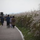 영산강서창들녘억새길 이미지