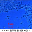 하루안