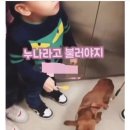 강아지 이모 이미지