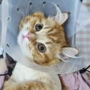 냥스터치 이미지