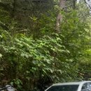 청계 맑은숲공원 이미지